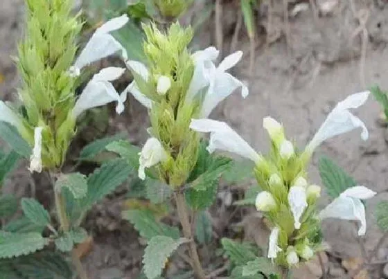 生长环境|夏枯草生长在哪里