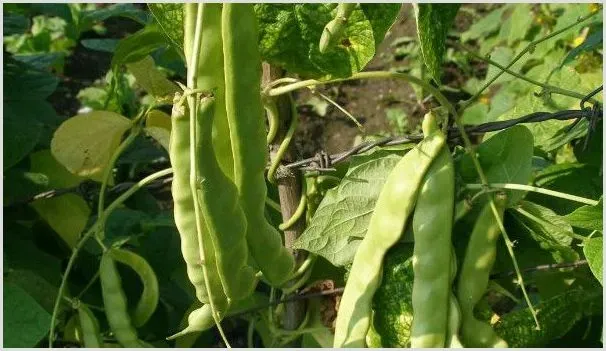 四季豆是豆角吗 | 自然知识