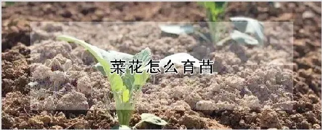 菜花怎么育苗 | 农业科普