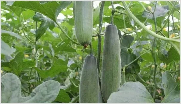 羊角蜜怎样整枝打叉 | 种植资料