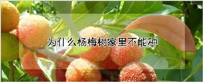 为什么杨梅树家里不能种 | 种植技术