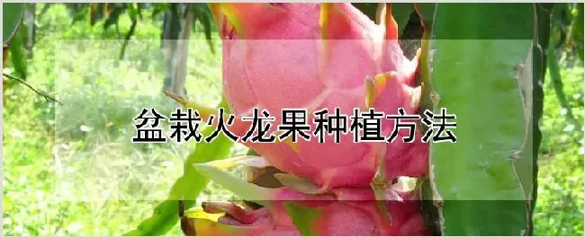 盆栽火龙果种植方法 | 农业技术