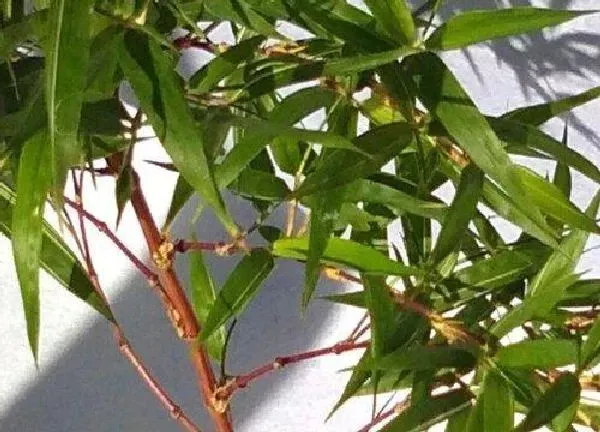养殖方法|红运竹怎么水培养殖方法