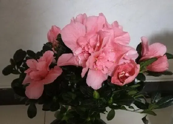 植物排行|杜鹃花哪个品种好