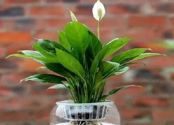 植物浇水|一帆风顺几天浇一次水比较好