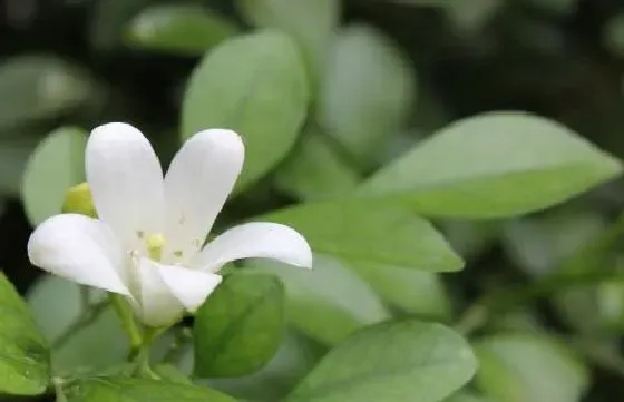 开花时间|九里香几月份开花 一年开几次花