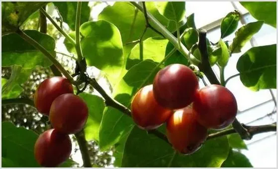 棚菜如何预防低温高湿型病害？ | 种植施肥