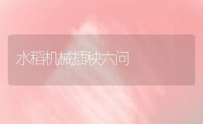 水稻机械插秧六问 | 粮油作物种植