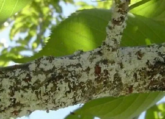 植物虫害|绿化树木病虫害防治方法与技术措施