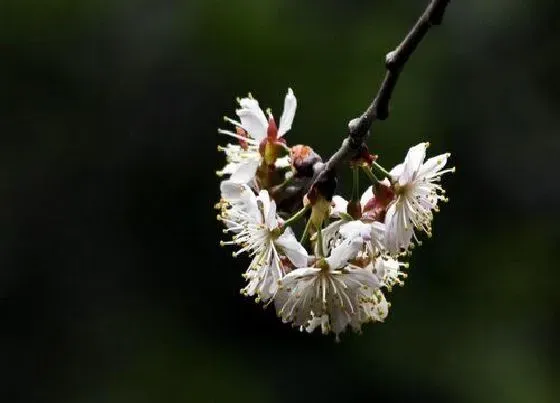 颜色花|樱桃树的花是什么颜色