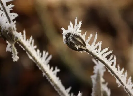 植物百科|冰子是什么植物