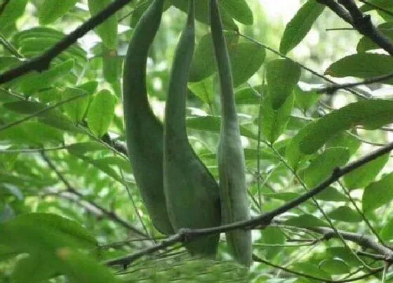 种植位置|皂角树可以种在院子里吗
