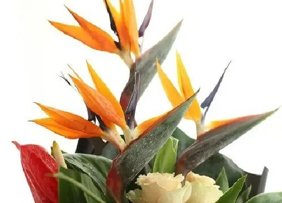 开花时间|天堂鸟一年开几次花
