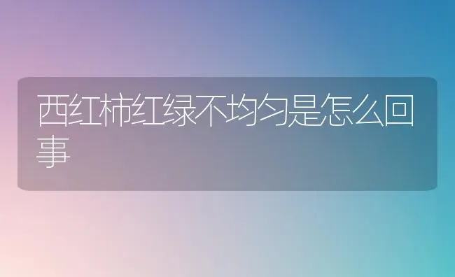 西红柿红绿不均匀是怎么回事 | 蔬菜种植
