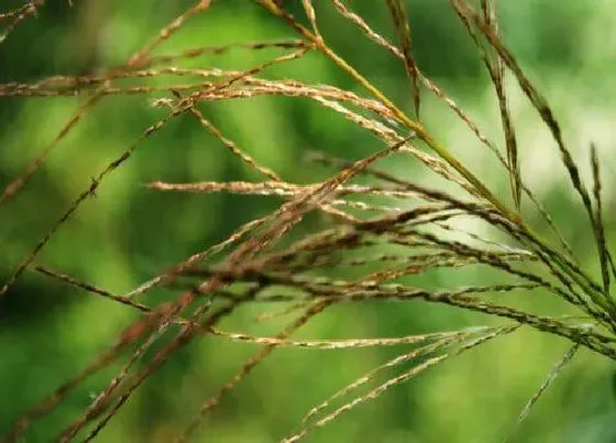 植物百科|小草有种子吗