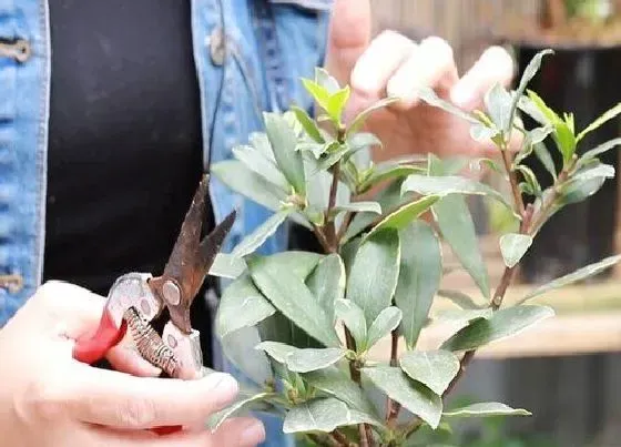 植物修剪|金边瑞香怎么修剪方法