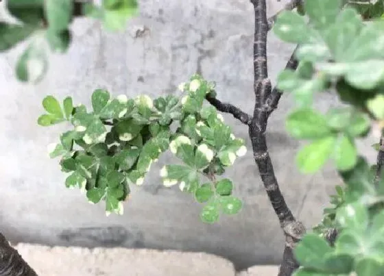 植物毒性|金雀儿有毒吗 可以放在室内养吗