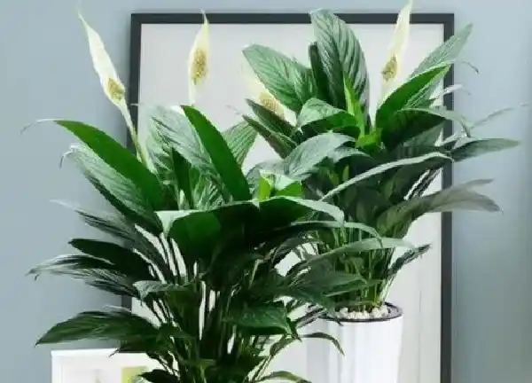 植物移栽|一帆风顺换土怎么换 换盆换土用什么土好