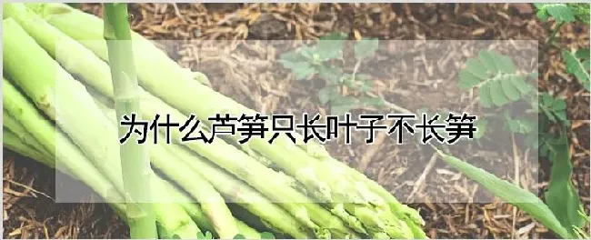 为什么芦笋只长叶子不长笋 | 种植技术