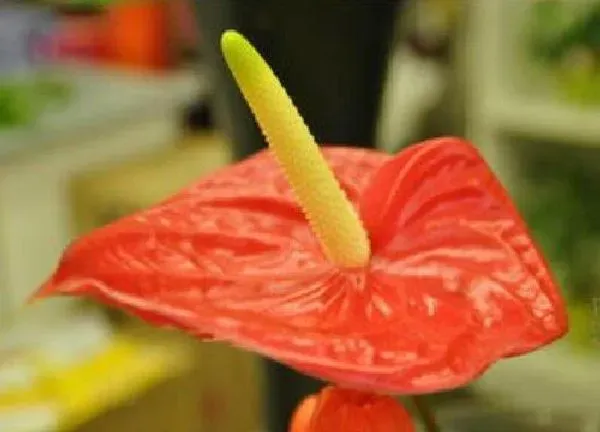 植物浇水|红掌可以浇白糖水吗