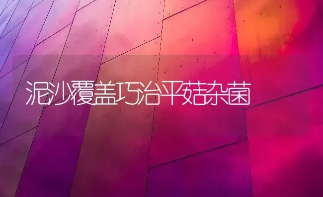 泥沙覆盖巧治平菇杂菌 | 食用菌种植