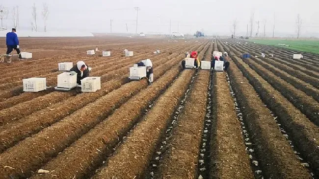 种植土壤|姜适合什么土壤种植