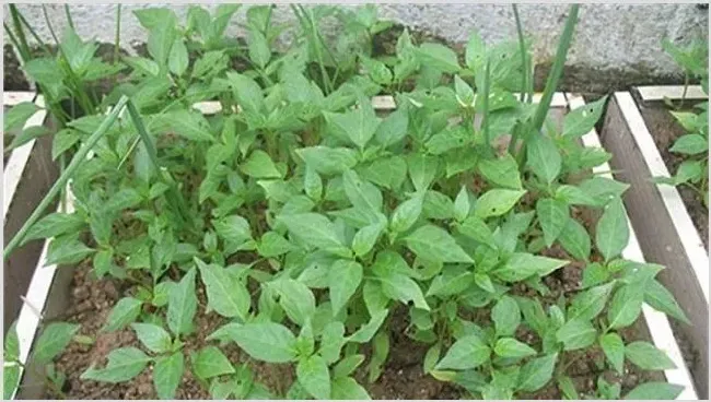 辣椒疯秧原因及预防措施 | 种植病虫害