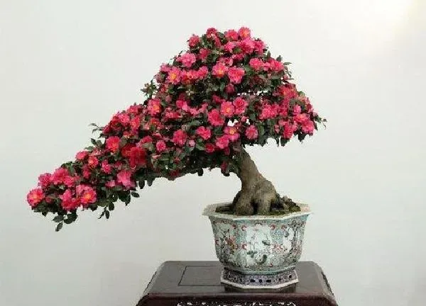 盆景|茶花养用大盆还是小盆