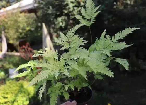 花卉百科|新西兰的国花是什么花