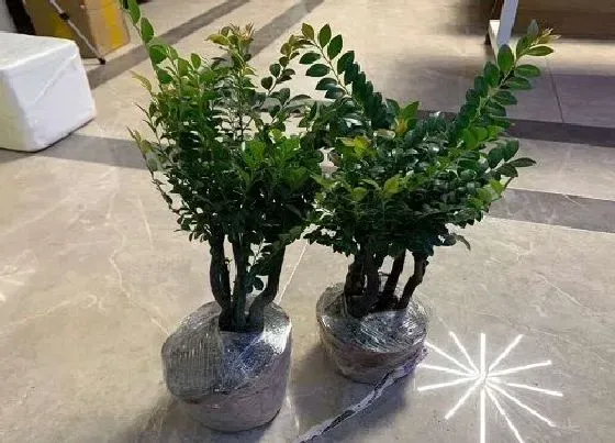 植物价格|平安树多少钱一盆