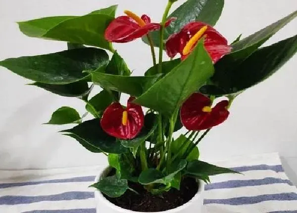 植物浇水|一帆风顺几天浇一次水比较好