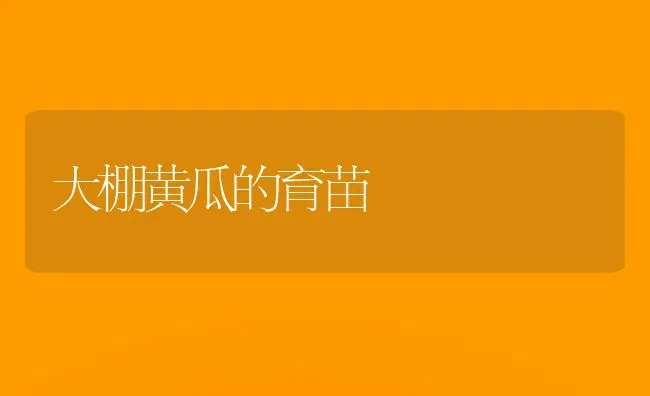 大棚黄瓜的育苗 | 蔬菜种植