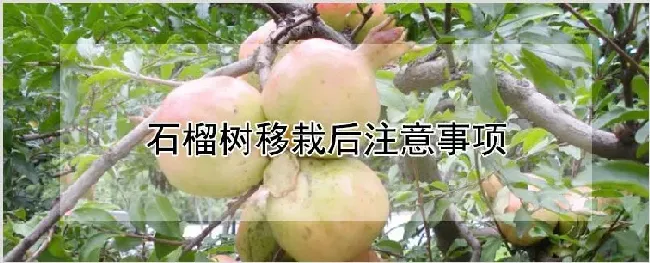 石榴树移栽后注意事项 | 农业技术