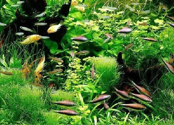 植物浇水|养鱼的水浇花有什么好处 养鱼水浇花当肥料用