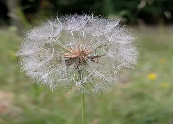 花语|什么花的花语是无法得到