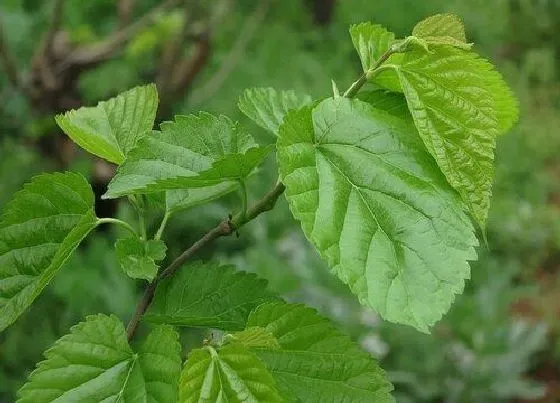 植物百科|桑叶生长在什么地方