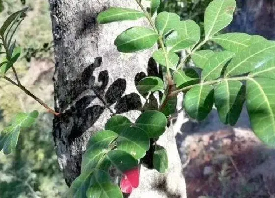 植物百科|紫油树值钱吗 市场价格