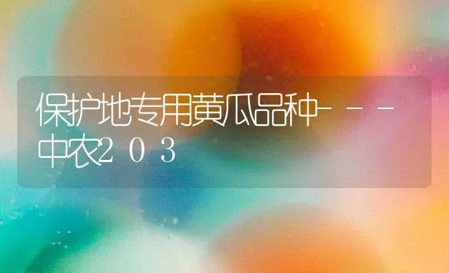 保护地专用黄瓜品种---中农203 | 蔬菜种植