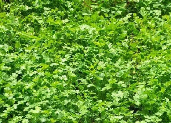 种植管理|香菜什么季节种植合适