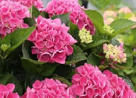 植物毒性|绣球花有毒吗 可以放在室内养吗