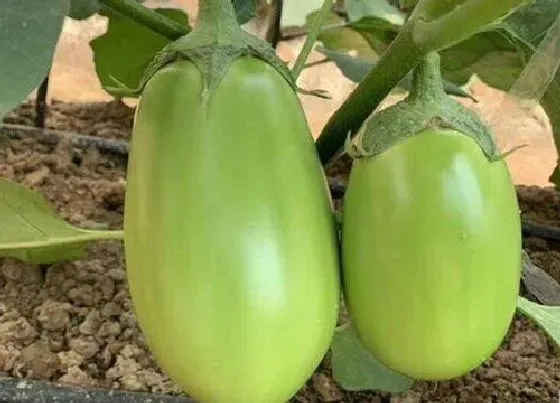 植物百科|茄子长在什么地方