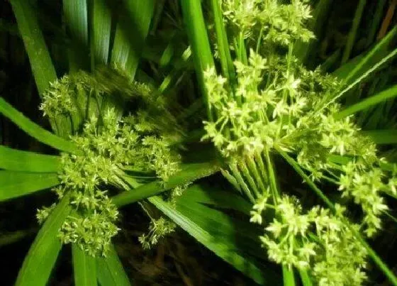 习性特点|散尾葵开花是什么样子 开花是什么兆头