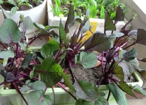 种植管理|菜苔几月份种植最好 种植时间和温度是多少