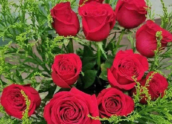 植物寓意|玫瑰花代表什么象征意义 送玫瑰代表什么意思