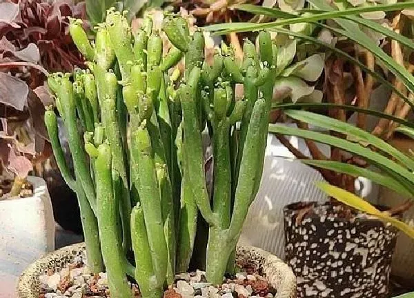 植物浇水|光棍树怎么浇水 日常多久浇一次水