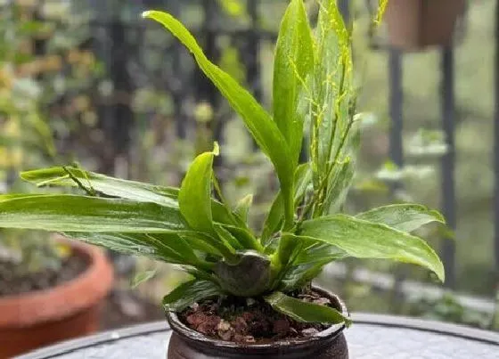 开花时间|小苍兰一年开几次花 花期月份与时间