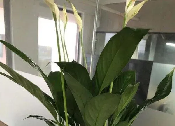 植物浇水|一帆风顺几天浇一次水比较好