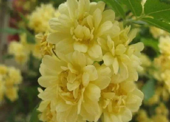开花时间|黄木香花一年开几次花 花期什么时候