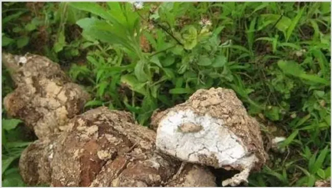 茯苓种植的注意事项 | 种植资料