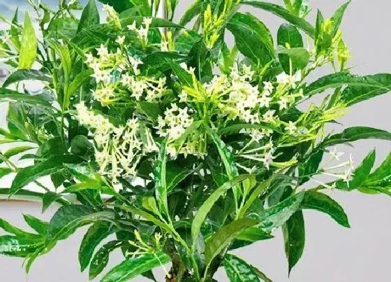 开花时间|夜来香四季开花吗